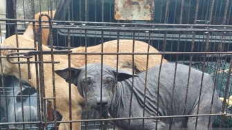 Teror Anjing Liar di Padang Panjang, Seekor Positif Rabies dan 7 Orang Sudah Digigit