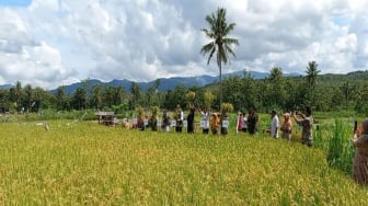 Dinas Pertanian Kulon Progo Catat Hasil Panen pada Juli Sebanyak 6.715 ton