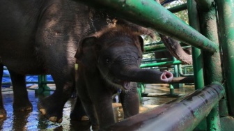 KBS Kehadiran Anak Gajah: Si Mungil Diberi Nama Karakter Petinju Legendaris