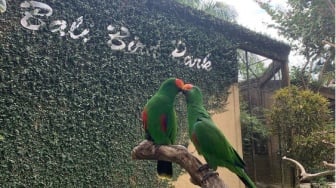 Serunya Bermain dan Berkenalan dengan Koleksi Unggas di Bali Bird Park