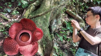 Bunga Rafflesia Arnoldii Mekar di Palupuah Agam "Diserbu" Ratusan Wisatawan Mancanegara