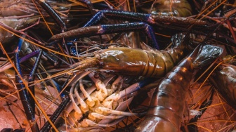 Dapat Jatah 300 Ribu Ekor, KUB di Gunungkidul Siap Panen Raya Benih Lobster