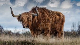 Arti Mimpi Diseruduk Banteng: Apakah Tanda Bahaya atau Simbol Keberuntungan?