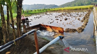 Dari Sawah ke Meja Makan: Kemarau Tak Halangi Petani Sukoharjo Raih Cuan dari Palawija