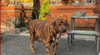 Anjing Atau Macan? Hewan di Bali Ini Mengundang Tawa Walaupun Penampakannya Seram