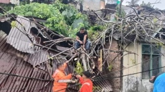 Angin Kencang Terjang Padang, Pohon Tumbang Timpa Rumah Warga