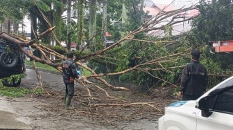 Angin Kencang Terjang Pakisaji, 5 Pohon Tumbang Timpa Truk dan Lukai Kernet