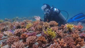 PLN IP UBP Jeranjang Pulihkan Kerusakan Terumbu Karang di Taman Laut Pandanan