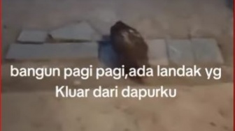 Viral Landak Berkeliaran di Bali, Warganet: Lengah Dikit Masuk Penjara