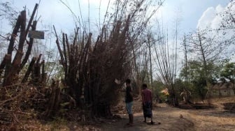 Misteri Pohon Bambu di Probolinggo Berdiri Lagi Setelah Tumbang