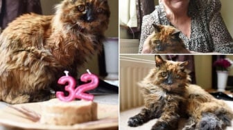 Rosie Kucing Tertua di Dunia Mati di Usia 33 Tahun, Nyaris Saingi Rekor Creme Puff dari Texas