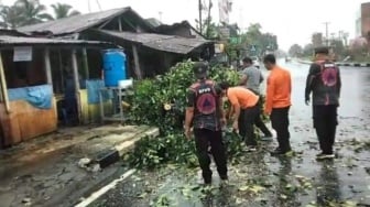 Hujan Deras dan Angin Kencang Landa Kota Pariaman, Pohon Tumbang Rusak Rumah Warga