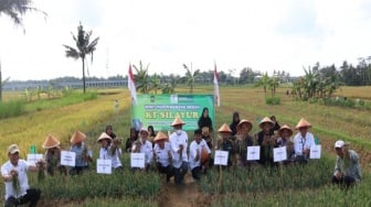 Kembangkan Pertanian, Kulon Progo Optimalkan Lahan Surjan