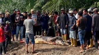 Jasad Pemancing di Rokan Hilir Ditemukan Tak Utuh dalam Perut Buaya