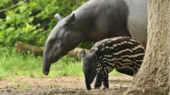 Tapir Makan Apa? Viral Hewan Langka Ini Masuk ke Rumah Warga