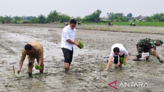 Nyawah di Klaten, Wamentan Singgung Masalah Pupuk dan Produksi Padi