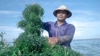 Bantuan Pemberdayaan BRI Tingkatkan Kapasitas Produksi Klaster Usaha Rumput Laut Semaya di Nusa Penida Bali