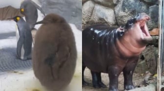 Saingan Moo Deng? Pesto si Bayi Penguin Raksasa Jadi Sorotan usai Aksi Lucunya Viral