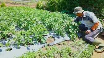 LPDB-KUMKM Dongkrak Produktivitas Petani Kentang di Dieng melalui Koperasi