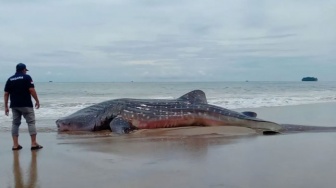 Hiu Sepanjang 10 Meter Terdampar di Pesisir Pantai Abdya