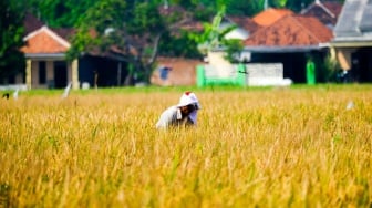 WPI Bantu Petani Banyuasin Ubah Rawa Jadi Lahan Pangan