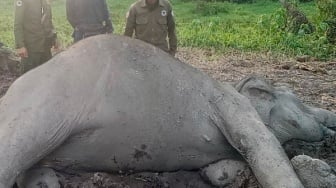 Tragedi Berulang di Way Kambas, Gajah Sumatera Ditemukan Mati Misterius