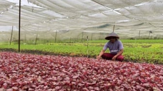 Dari Kebun Sayur 1/4 Hektar, Arbain Raih Impian Jadi Juragan Berkat KUR BRI