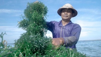 BRI Dukung Penuh Petani Rumput Laut Nusa Penida, dari Modal hingga Pelatihan