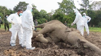 Gawat! 4 Gajah di Way Kambas Mati Mendadak, Diduga Terserang Penyakit Misterius