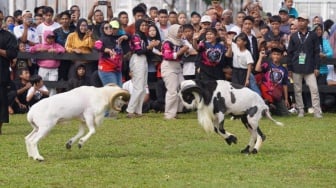 Festival Meriah! Pemkab Bogor Upayakan Peternakan Jadi Pariwisata Baru