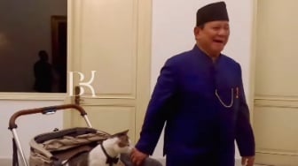 Gemas! Bobby Kertanegara, Kucing Kesayangan Prabowo 'Ngantor' di Istana Negara