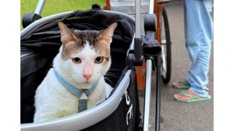 Bobby Kertanegara Jadi Penghuni Baru Istana Merdeka, Ada Berapa Kucing Peliharaan Prabowo Subianto?