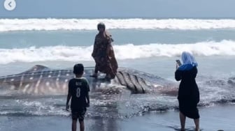 Bangkai Hiu Tutul Terdampar di Lumajang Jadi Objek Foto: Ras Terkuat di Bumi