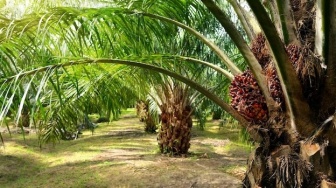 Astra Agro Lestari Inovasi Pengendalian Hama Berkelanjutan, Tingkatkan Produktivitas Kelapa Sawit