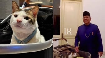 Asal-usul Bobby Kertanegara Kucing Prabowo, Kini Ikut Tinggal di Istana Negara