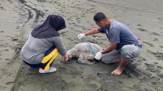 Miris! Penyu Langka Mati Terdampar di Pantai Cilacap, Diduga Akibat Alat Tangkap Ikan