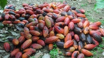 Dorong Produktivitas Kakao, Disbun Kaltim Tambah 65 Hektare Kebun di Kutai Barat