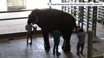 Rumah Sakit Gajah Pertama di India: Secercah Harapan bagi Gajah Asia yang Terancam Punah