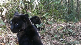 Dua Macan Kumbang Terekam Kamera Trap TNGHS Wilayah Lebak