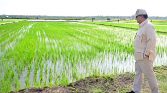 Mentan Ajak Warga Kalsel Dukung Proyek 500 Ribu Hektar Sawah, Skema Kerjasama 70:30