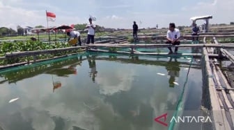 Petani Keramba Waduk Cengklik Geger, 12,7 Ton Ikan Mati, Ini Penyebabnya