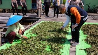 Ekspor Kratom Dibuka, Sutarmidji: Perjuangan Panjang yang Membuahkan Hasil