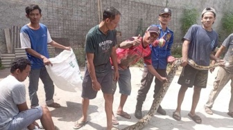 Ular Sanca 3,5 Meter Pemangsa Ayam Ternak Dievakuasi Damkar Lampung Selatan