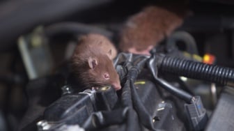 6 Cara Ampuh Usir Tikus dan Kutu Busuk, Rumah Jadi Aman dan Nyaman!