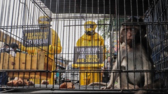 Aktivis dari People for the Ethical Treatment of Animals (PETA) menggunakan alat pelindung diri (APD) berjalan di Pasar Hewan Jatinegara, Jakarta, Selasa (12/11/2024). [Suara.com/Alfian Winanto]