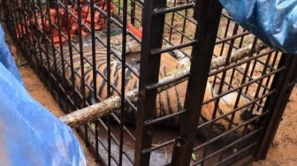 Dramatis! Harimau Sumatera Dehidrasi Terperangkap Jerat di Solok, Begini Kondisinya