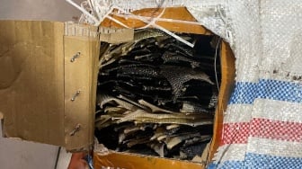 Penyelundupan Kulit Biawak & Ular Piton Digagalkan Polisi di Pelabuhan Bakauheni