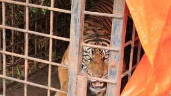 Harimau Sumatera yang Terjebak di Solok Diberi Nama Gadih Mudiak Aia