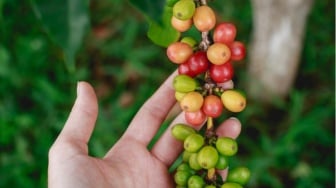 Suka Konsumsi Kulit Buah Kopi? Ini 3 Manfaat yang Terkandung di Dalamnya