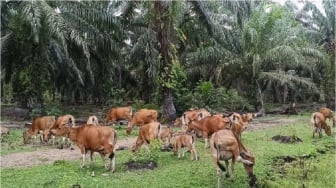 Lahan Sawit Jadi Peternakan Sapi, Program SISKA Tingkatkan Produktivitas Pertanian